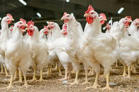 Ayam Broiler